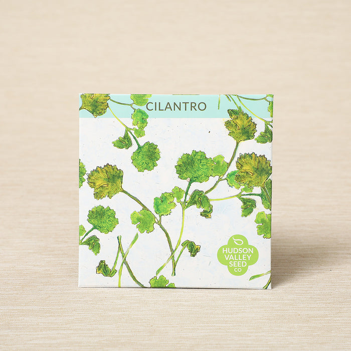Cilantro, 200 seeds
