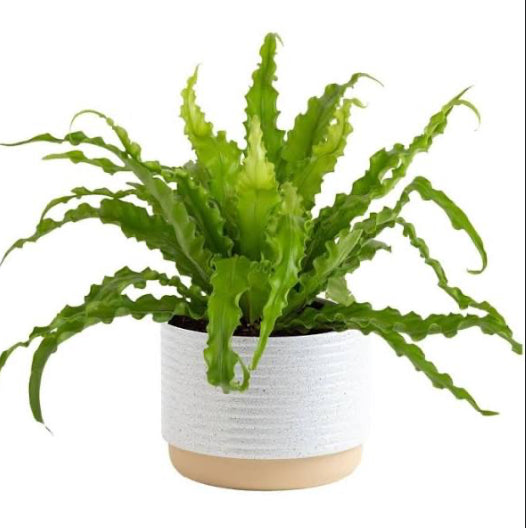Bird’s Nest Fern, Assorted