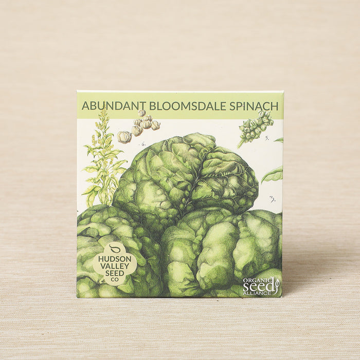 Bloomsdale Spinach, 100 seeds