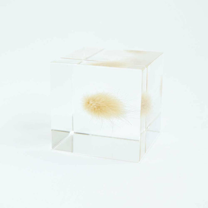 Bunny Tail Grass Cube