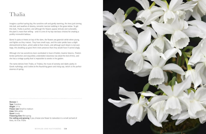 White Thalia orchids with text on a black background