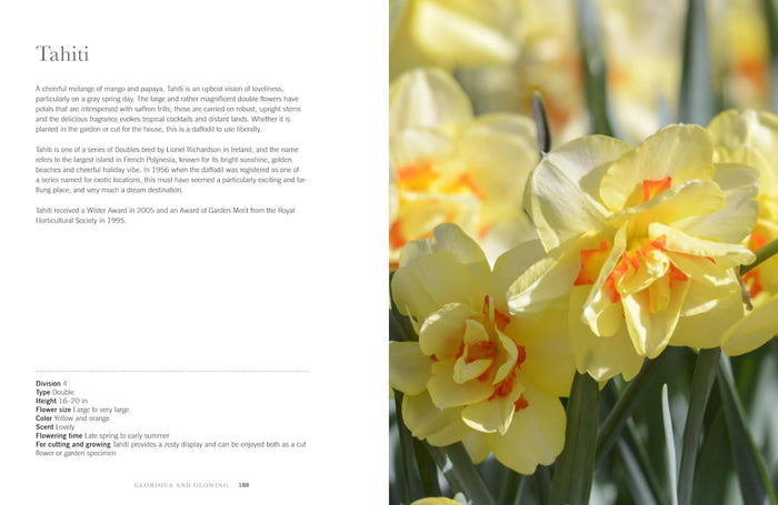 Yellow daffodils with text on a magazine page