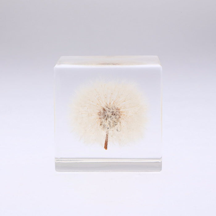 Dandelion - Large