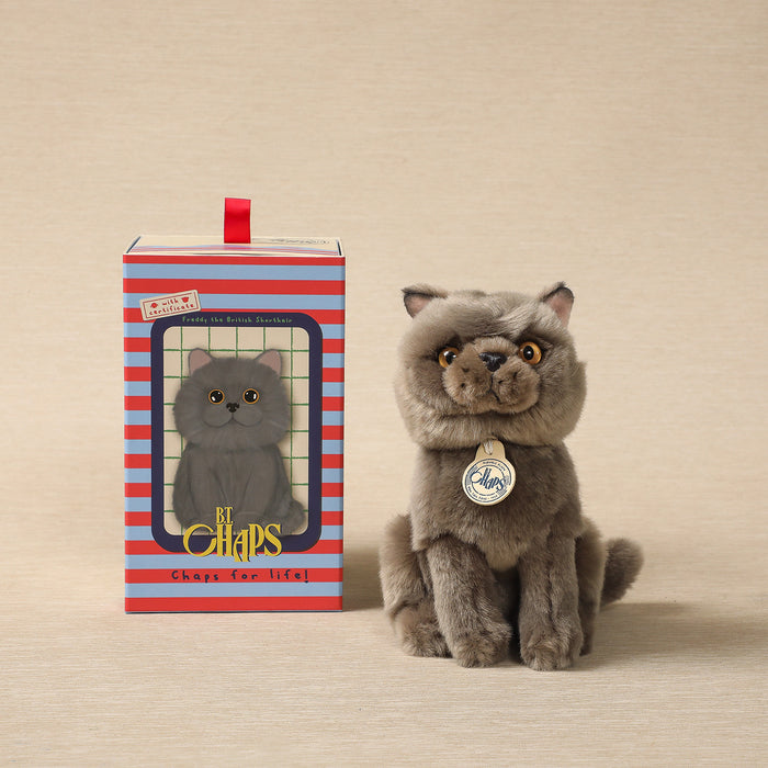 Freddy the British Shorthair Cat