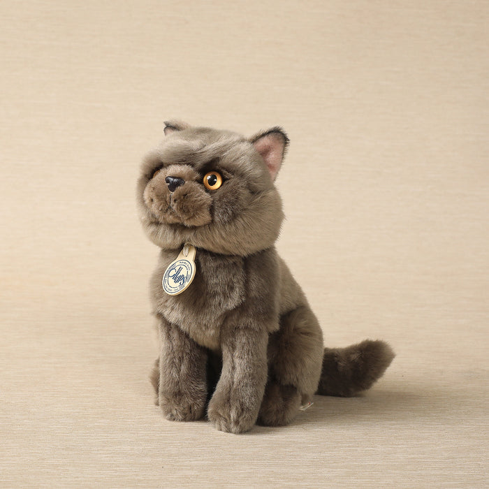 Freddy the British Shorthair Cat