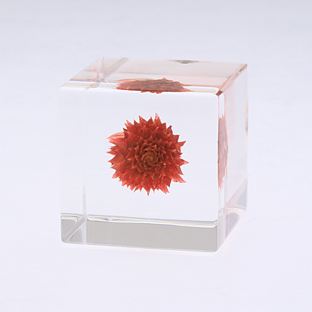 Globe Amaranth Cube