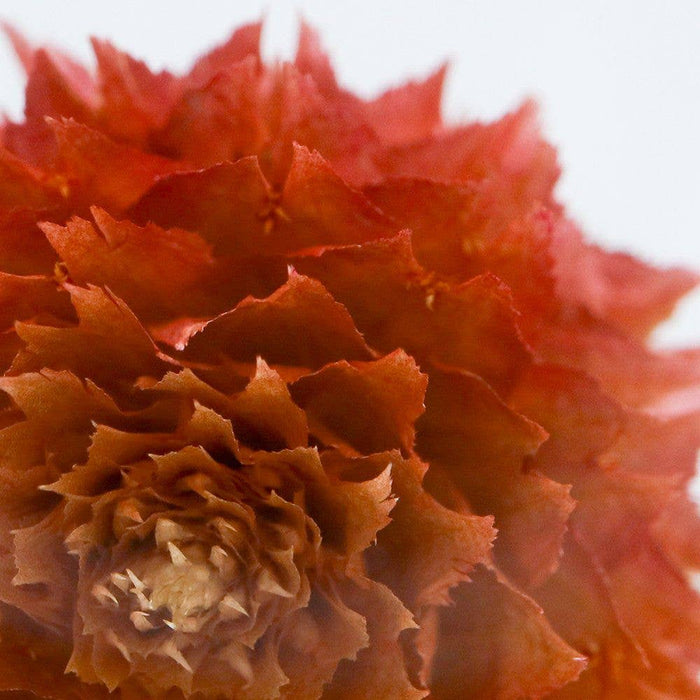 Globe Amaranth Cube