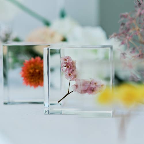Globe Amaranth Cube
