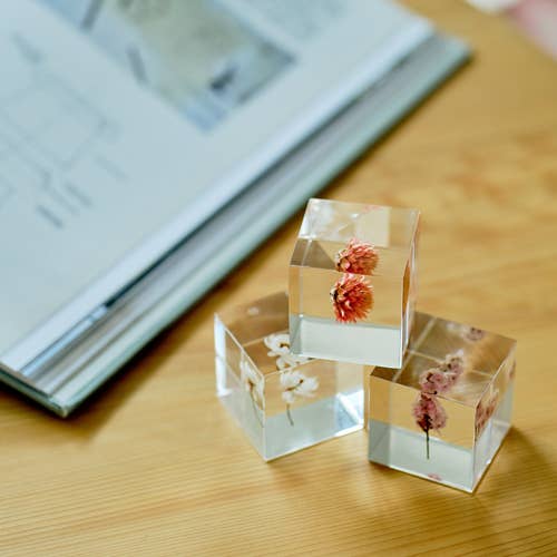 Globe Amaranth Cube