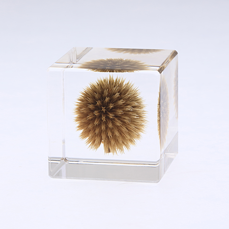 Globe Thistle Cube