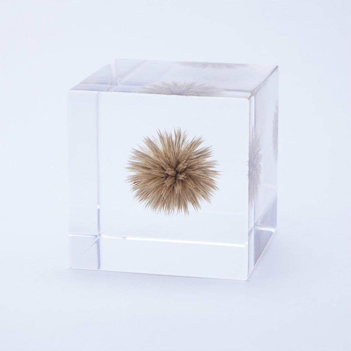 Globe Thistle Cube