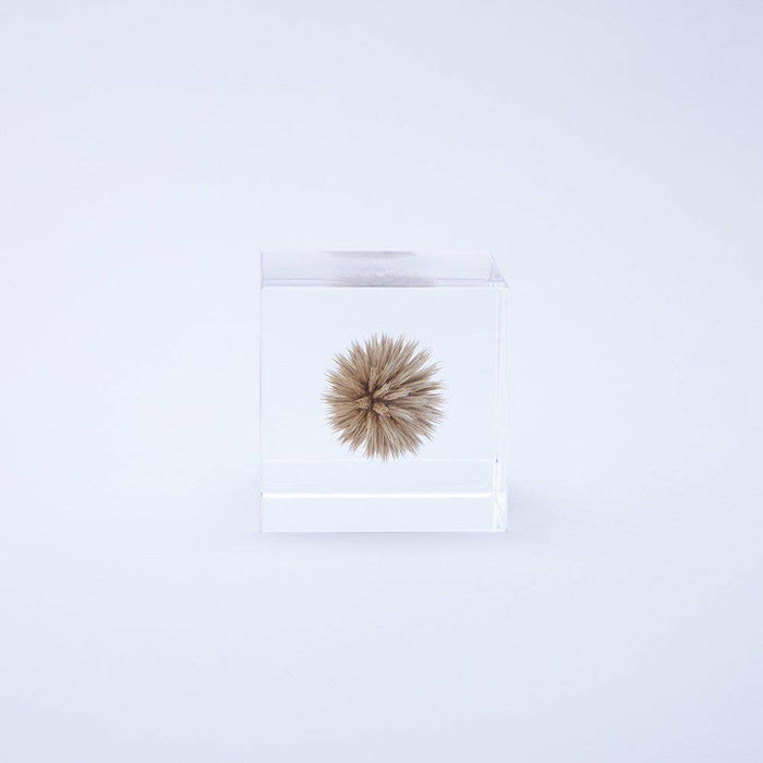 Globe Thistle Cube