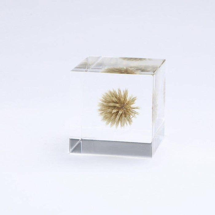 Globe Thistle Cube