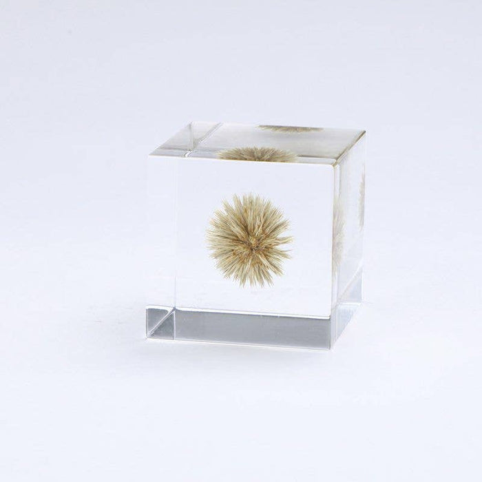 Globe Thistle Cube