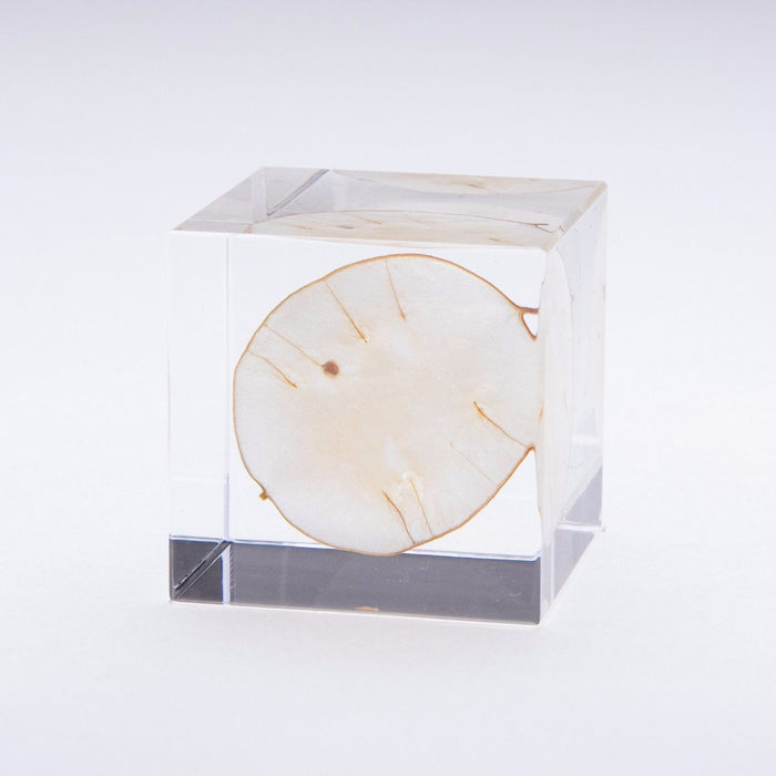 Lunaria Annua Cube