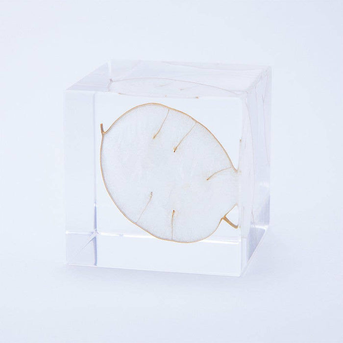 Lunaria Annua Cube