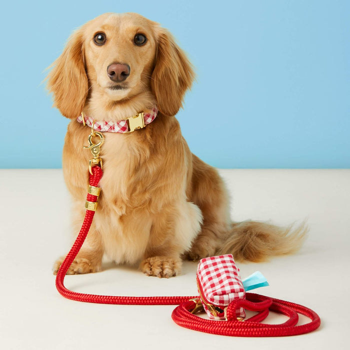Dog wearing a checkered collar with a red leash on a light blue background