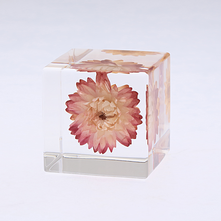 Strawflower Cube