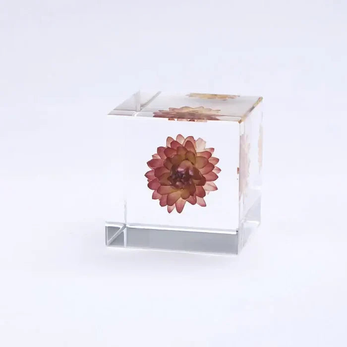 Strawflower Cube